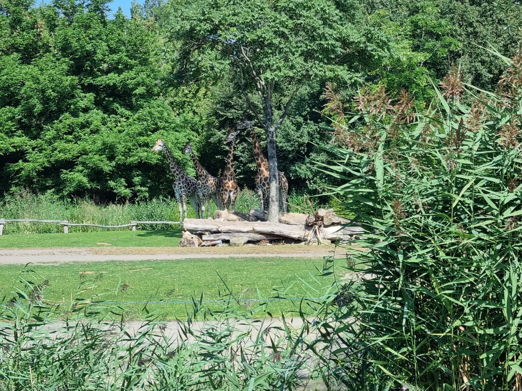 Žirafy v zoologické zahradě v Lipsku se chrání před sluncem.