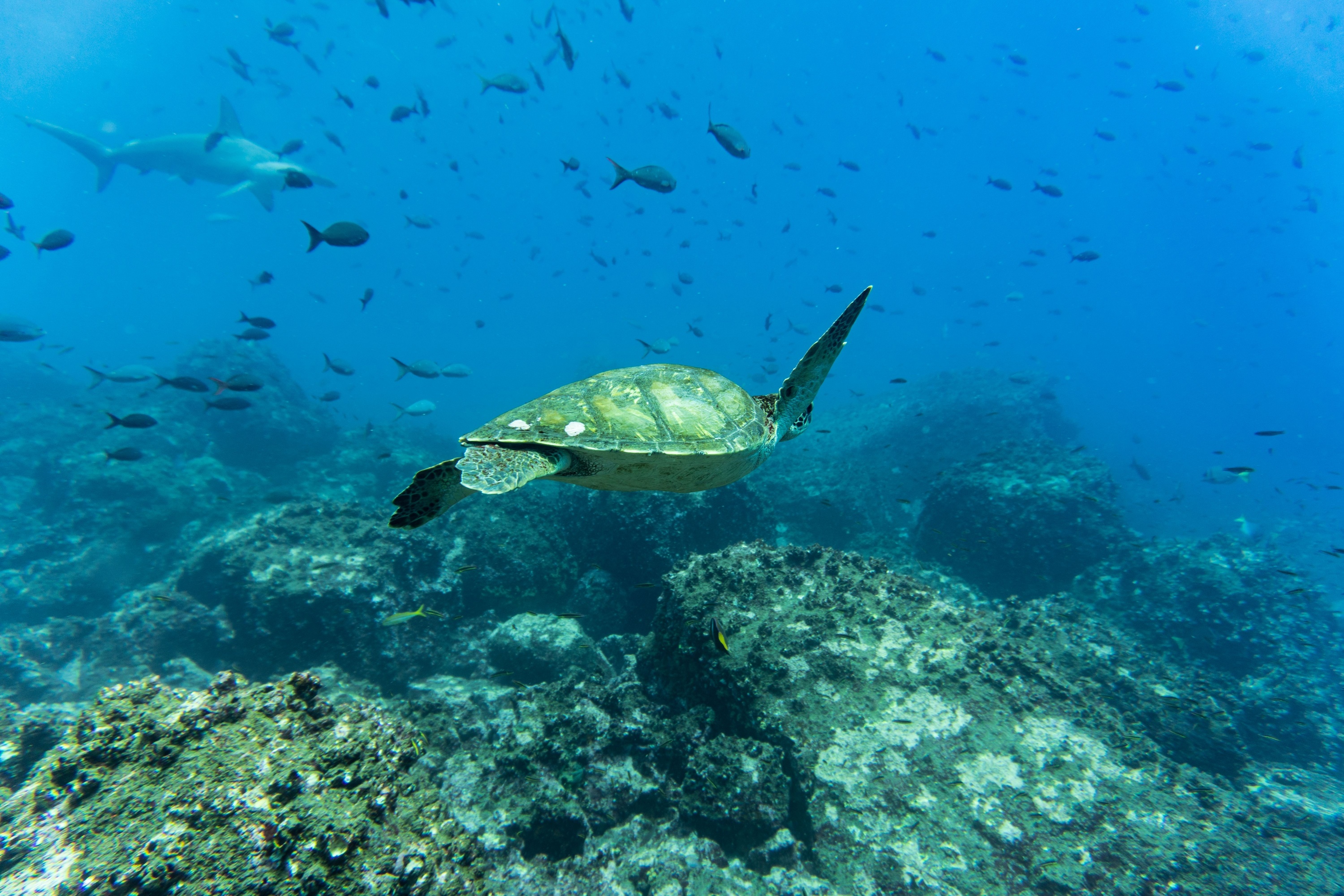 Meeresschildkröten und Haie haben ihren natürlichen Lebensraum beispielsweise an Mexikos Küsten.