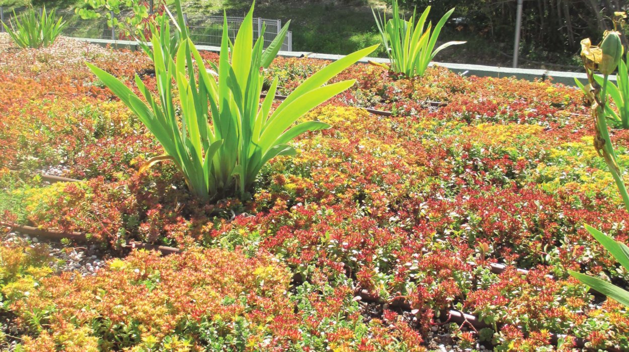 Detail of Green Roof (© ARTEMIS INGENIEUR)